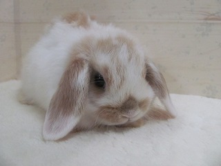 ブロークンリンクス　26/03/03生まれ