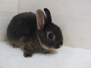 ブラックオター　25/09/19生まれ