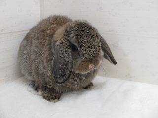 チェスナット 25/10/26生まれ