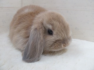 リンクス 25/10/23生まれ