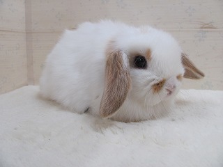 ブロークンオレンジ　25/12/01生まれ