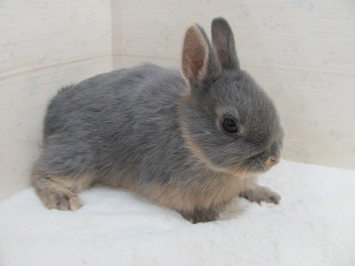 ブルーオター　25/12/15生まれ