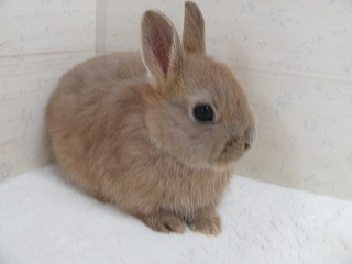 リンクス 26/01/03生まれ