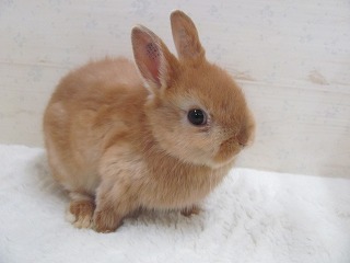 オレンジ 25/11/27生まれ