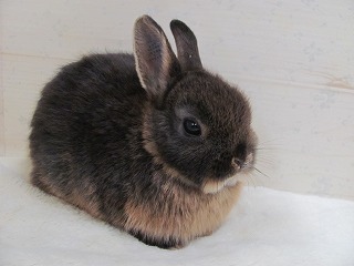 ブラックオター　26/01/04生まれ