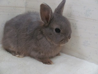 オパール　26/01/21生まれ