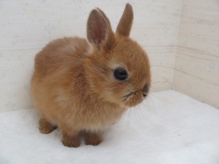 オレンジ　26/02/18生まれ