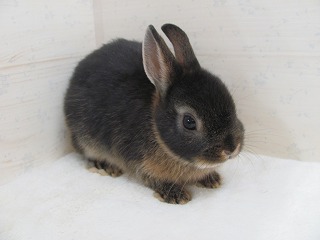 ブラックオター 25/09/15生まれ