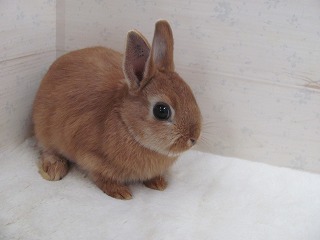 オレンジ　25/10/15生まれ