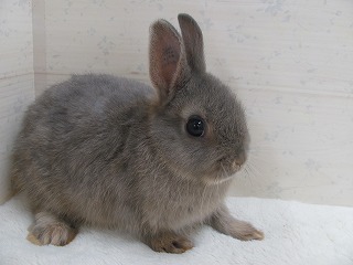 オパール 25/10/22生まれ