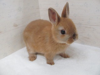 オレンジ 26/02/23生まれ