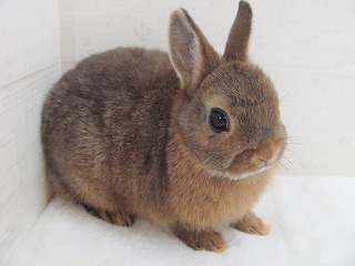 チェスナット　26/02/27生まれ