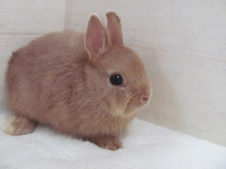 リンクス　26/06/12生まれ