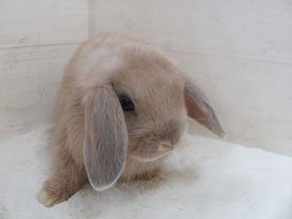 リンクス　25/09/29生まれ