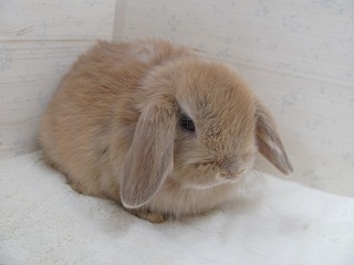 リンクス 25/10/14生まれ