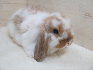 ブロークンオレンジ　26/01/02生まれ