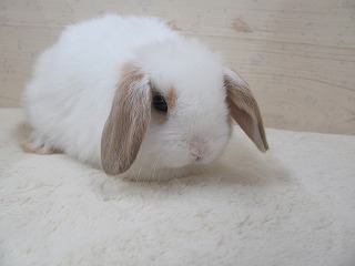 ブロークンオレンジ　26/01/11生まれ