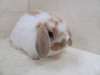 ブロークンオレンジ　26/01/11生まれ