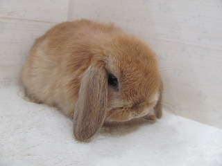 オレンジ　26/01/17生まれ