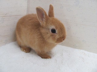 オレンジ　25/09/17生まれ