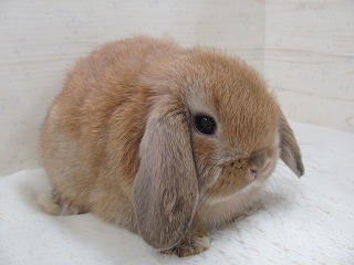 オレンジ 26/02/11生まれ