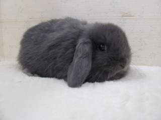 ブルー 26/02/11生まれ