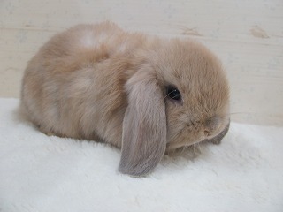 リンクス　26/03/10生まれ