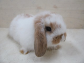 ブロークンオレンジ　26/03/22生まれ