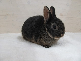 ブラックオター 25/09/30生まれ