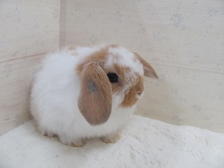 ブロークンオレンジ　25/09/11生まれ