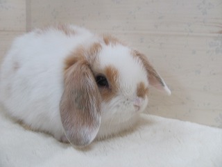 ブロークンオレンジ 25/10/09生まれ