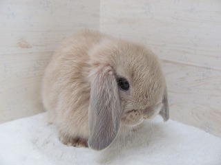 リンクス　25/10/8生まれ