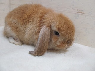 オレンジ 25/10/22生まれ