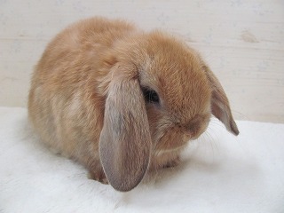 オレンジ 25/10/29生まれ