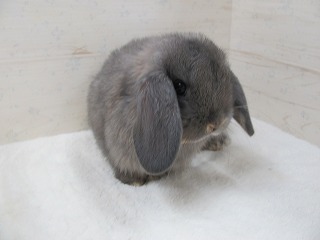 オパール 25/10/29生まれ