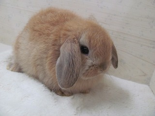 オレンジ　25/11/08生まれ