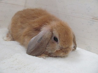 オレンジ　25/11/13生まれ