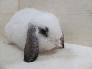 ブロークンチェスナット　25/11/15生まれ