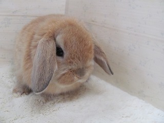 オレンジ　25/12/25生まれ