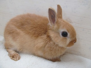 オレンジ　25/10/13生まれ