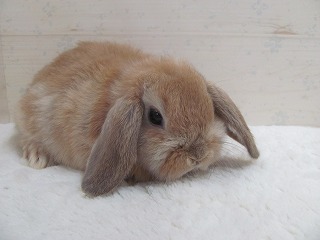 オレンジ　25/11/27生まれ