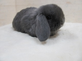 ブルー　25/12/２５生まれ