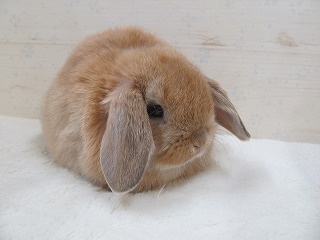 オレンジ　26/01/04生まれ