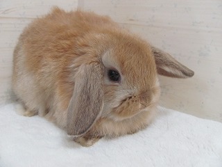 オレンジ　26/01/08生まれ