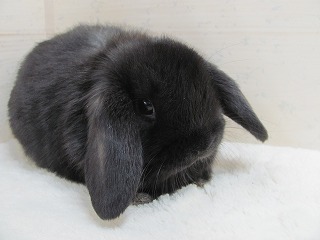 ブラック　26/01/08生まれ