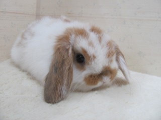 ブロークンオレンジ　26/01/10生まれ