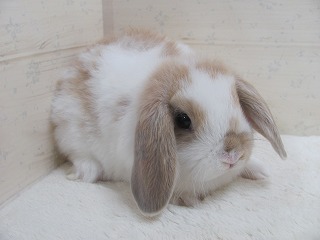 ブロークンリンクス　26/01/18生まれ