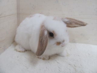 ブロークンリンクス　26/03/02生まれ