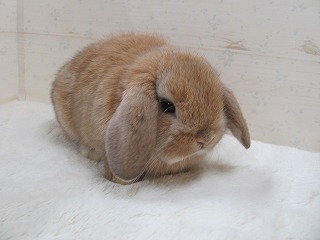 オレンジ　26/03/24生まれ