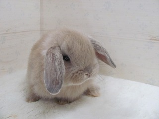 リンクス　26/03/20生まれ